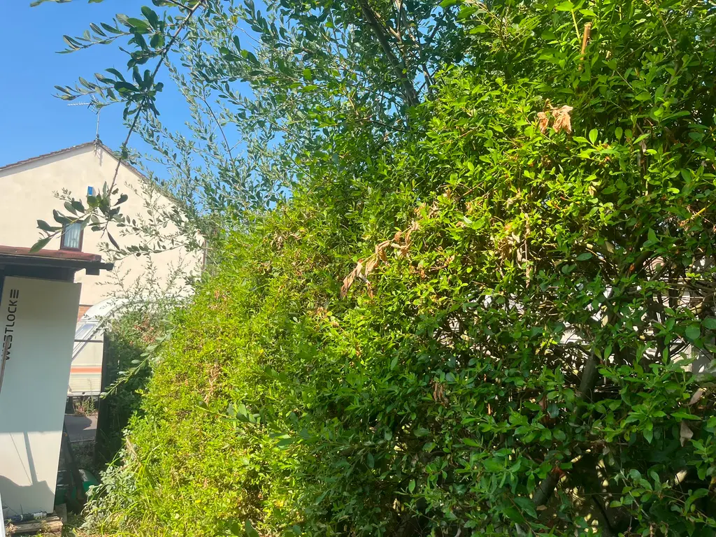 Garden hedge reduction — before