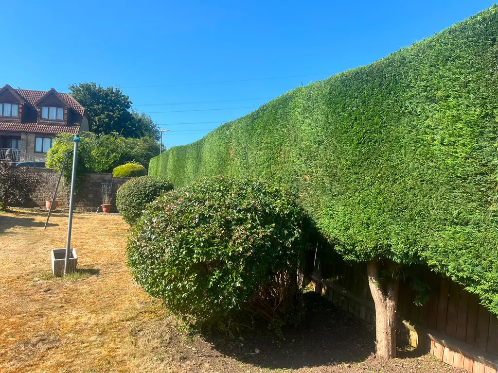 Hedge and shrub shaping — after