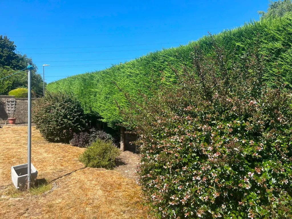 Hedge and shrub shaping — before