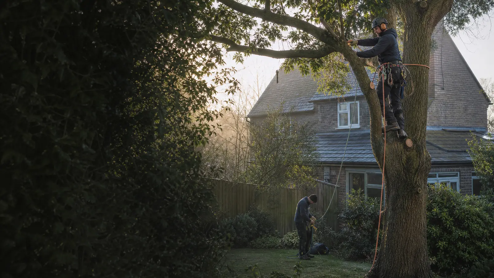 Two arborists from a small local team caring for a mature tree beside a British home